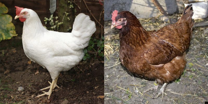 В чем разница между белыми и коричневыми яйцами