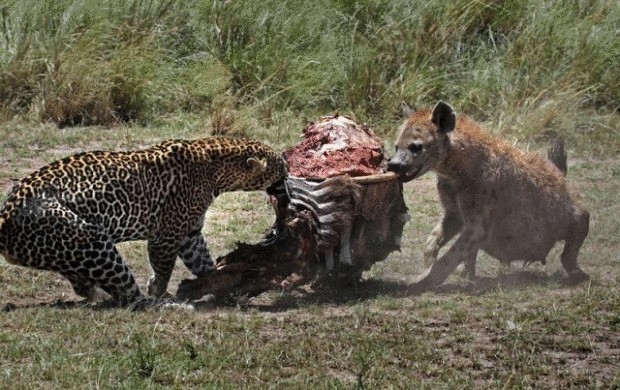 Драматические кадры — схватка леопарда и гиены