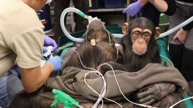 Детеныш шимпанзе растрогал врачей, которые оперировали его маму
