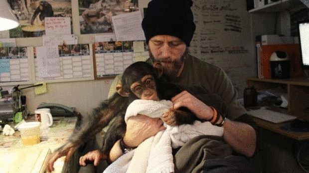 Детеныш шимпанзе растрогал врачей, которые оперировали его маму