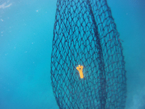 Биоразлагаемые рыболовные сети помогут предотвратить смерть млекопитающих