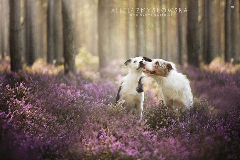  Забавные снимки собак от Алисии Замысловской