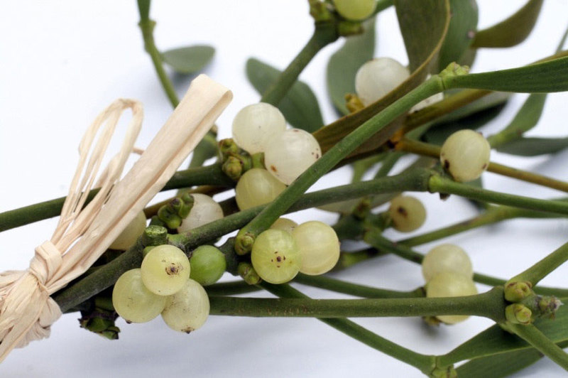 Настойка из омелы — полезные свойства, рецепты и применение