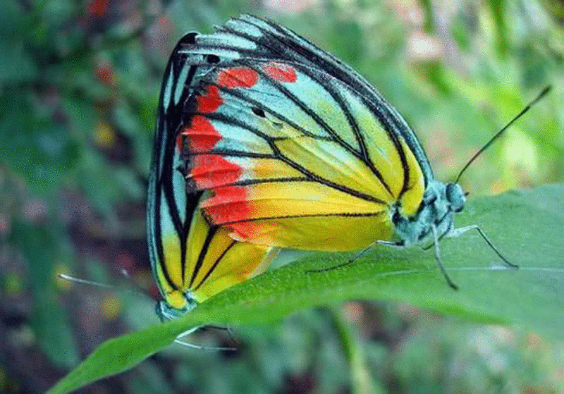 Как бабочки спасаются от сексуальных домогательств