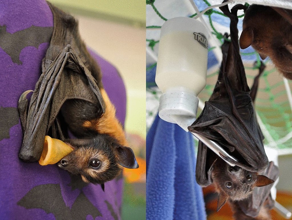 Tolga Bat Hospital — больница для  осиротевших летучих мышей