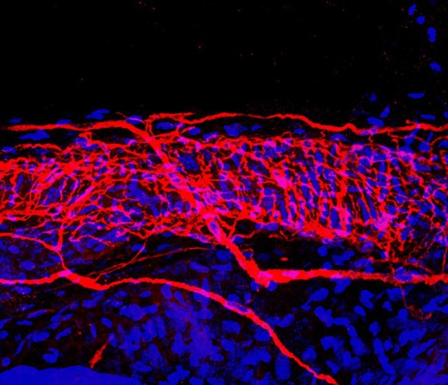 Опубликованы самые подробные изображения нервов