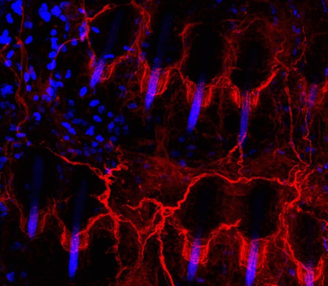 Опубликованы самые подробные изображения нервов