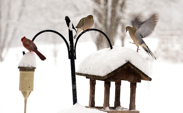 Птицы в саду — кормушки и зимний прикорм