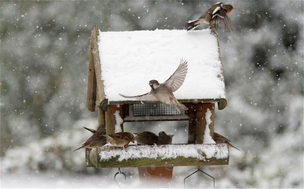 Птицы в саду — кормушки и зимний прикорм