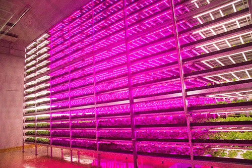 Крупнейшая в мире «комнатная ферма» производит 10000 голов салата в день