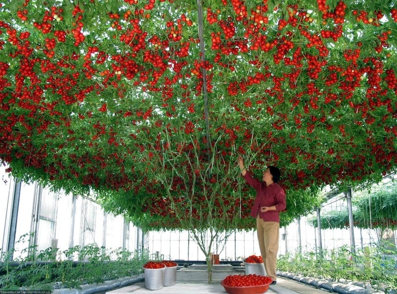  Тамарилло — томатное дерево 