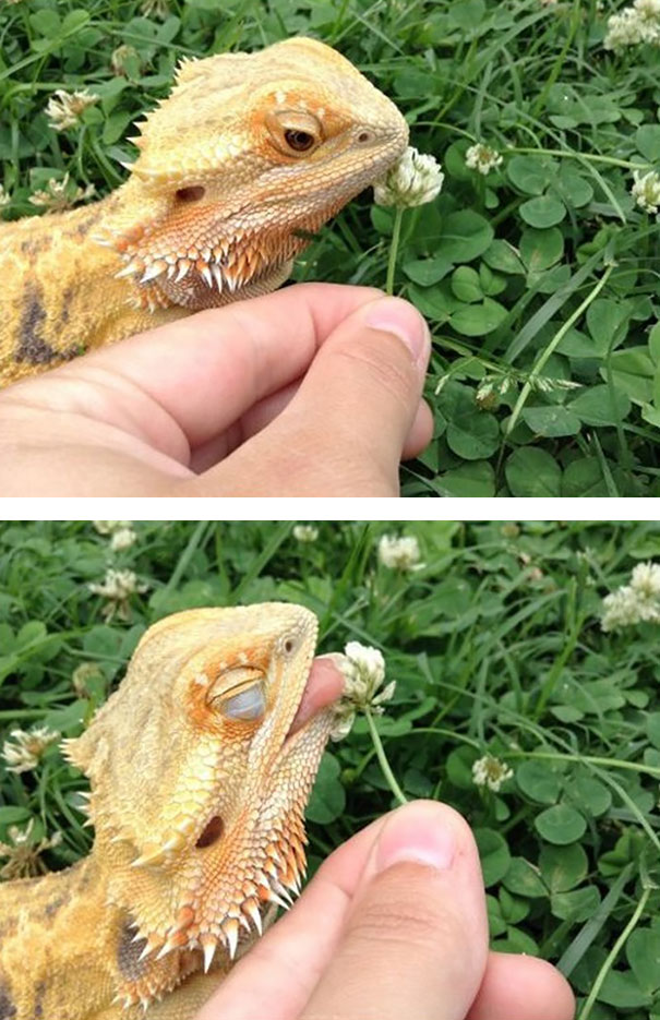 Рептилии тоже могут быть очень  милыми