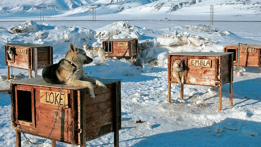 Собачья зимняя будка собственной постройки
