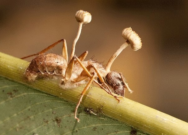 Грибы из рода Кордицепс – те, что превращает насекомых в зомби