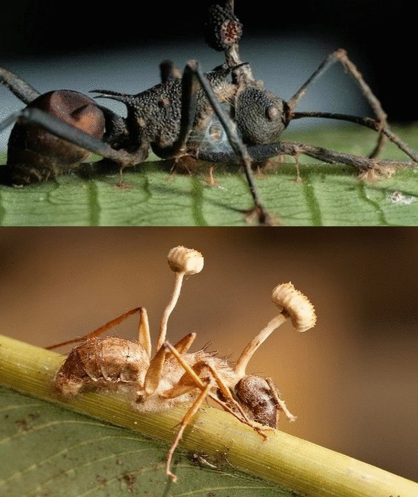 Грибы из рода Кордицепс – те, что превращает насекомых в зомби