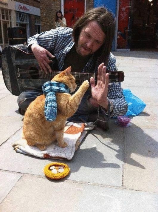 Уличный кот, который воспитал себе хозяина и прославился на весь мир