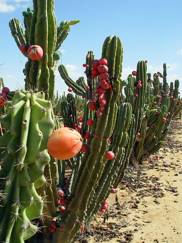 Питахайя — удивительно полезный  плод кактуса