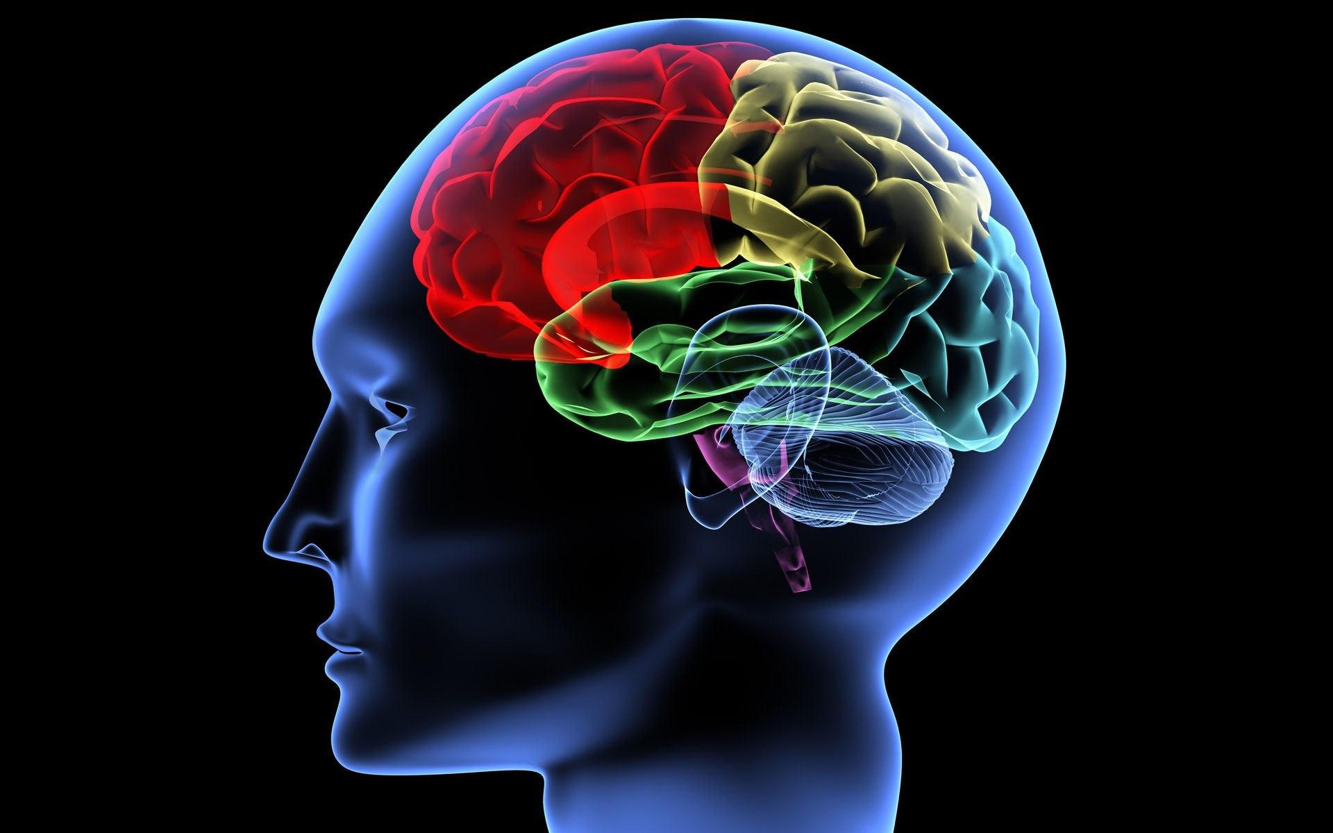 Ученые нейрофизиологи обнаружили не стареющую часть мозга