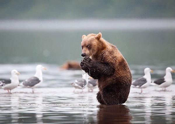 Медведи, которые ведут себя как люди