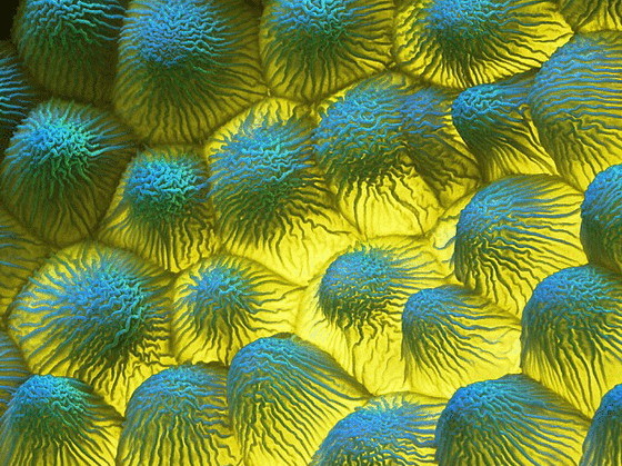 Скрытая красота цветов— микроскопические изображения