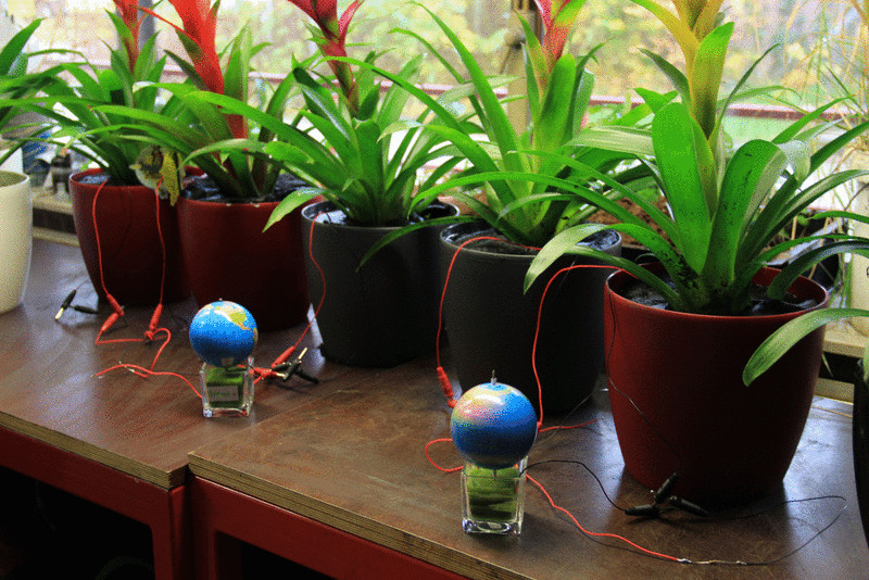 Ученые создали завод по выработке электричества из живых растений для питания уличных фонарей
