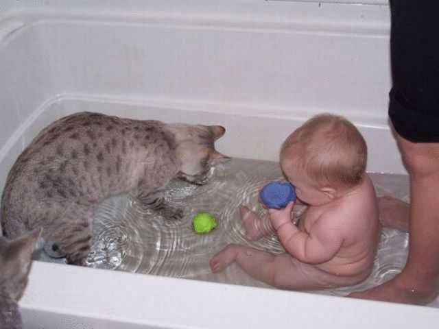 Кошки и вода — миф о том, что они не любят воду