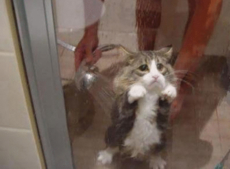 Как правильно мыть кота