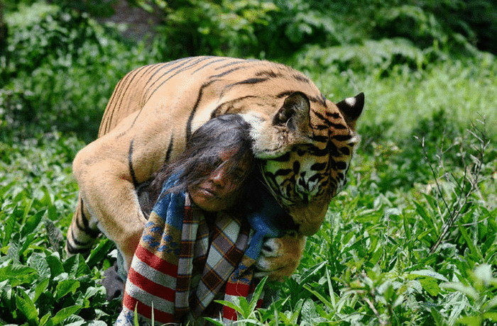 Дружба индонезийского юноши с бенгальским тигром 