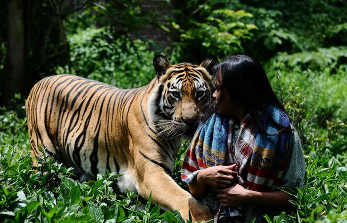 Дружба индонезийского юноши с бенгальским тигром 