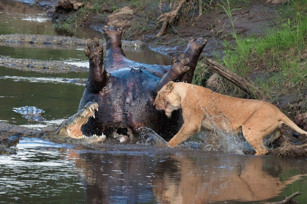 Потрясающие кадры противостояния львицы и крокодилов