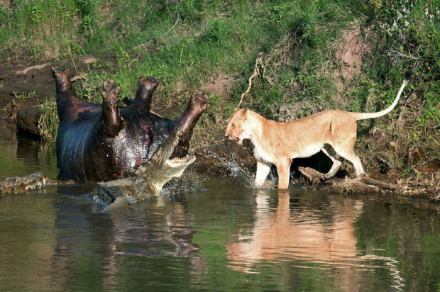 Потрясающие кадры противостояния львицы и крокодилов
