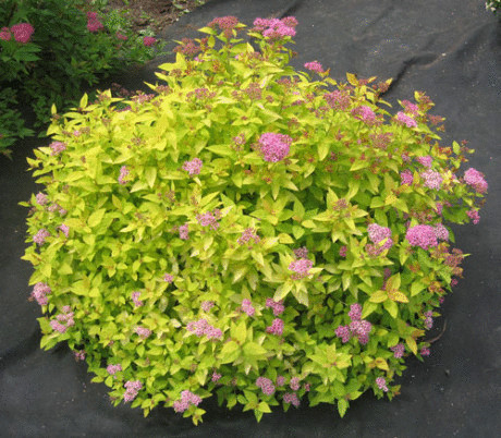 Как пурпурные и светлолистные растения влияют на восприятие пространства в Вашем саду