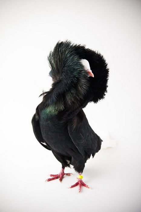 Необычные голуби в фотосессии Richard Bailey 