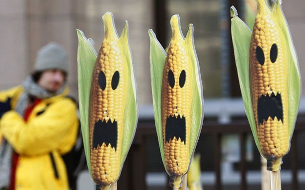 ГМО-кукурузу запретили в Мексике