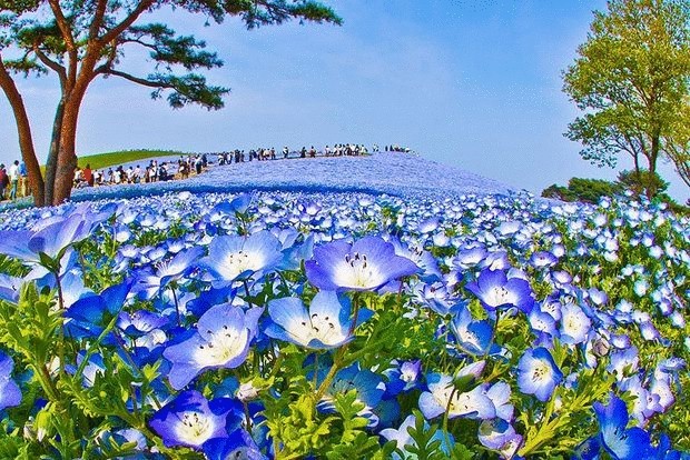 Hitachi Seaside Park – парк цветущий круглый год