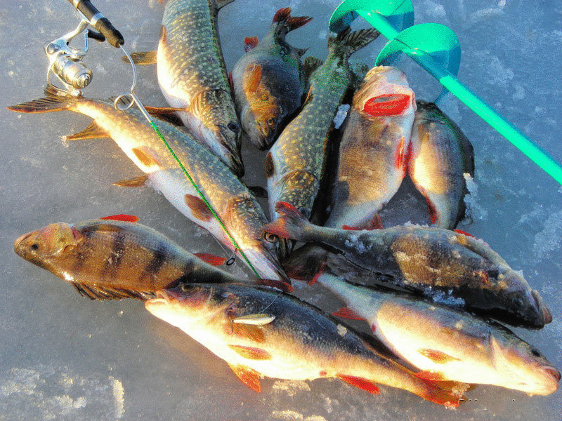 Зимняя рыбалка в Швеции