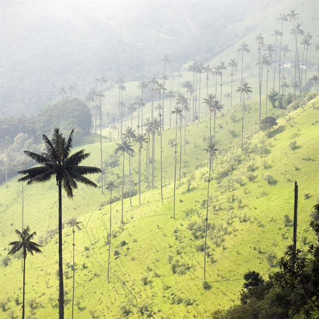 Удивительные  пальмы долины Кокора в Колумбии