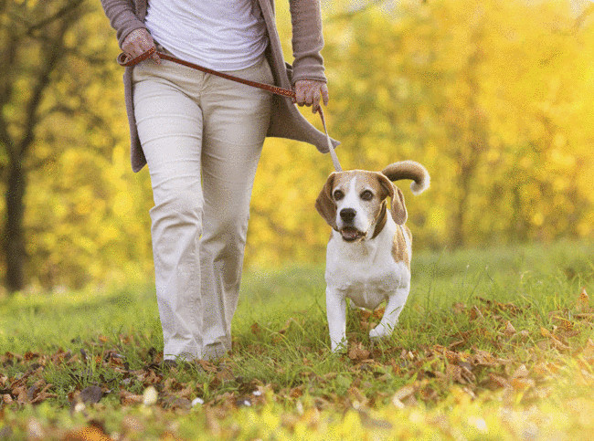 Как правильно ухаживать за собакой или кошкой: рекомендации специалистов