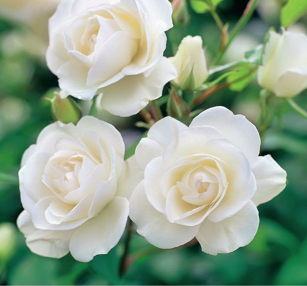 Снежная королева, или Самые красивые сорта белых роз