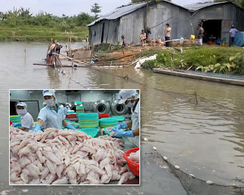 Флудилка: Пангасиус — не ешьте эту рыбу !