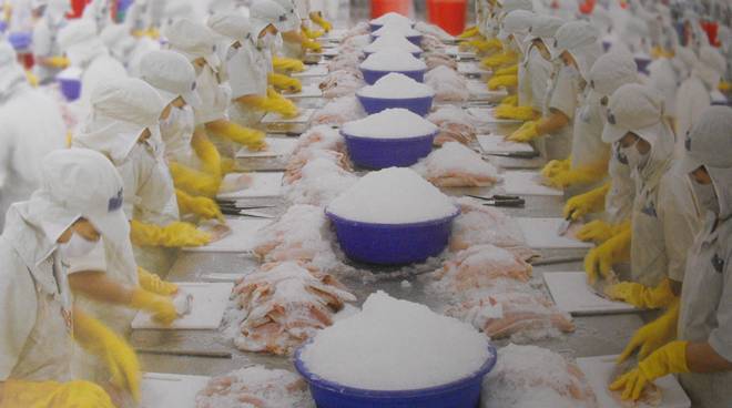 Флудилка: Пангасиус — не ешьте эту рыбу !